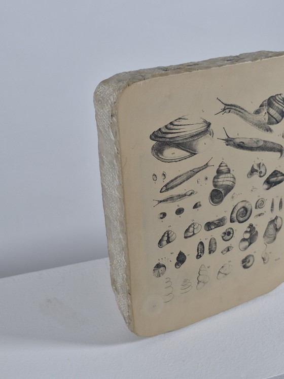 Antique Lithographic Stone Printing Stone Mollusks Snails Shells – Decorative Objects, Paper (photo 5 of 13)