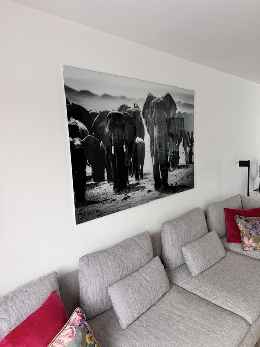 Photo d'éléphant sur verre 160 x 110