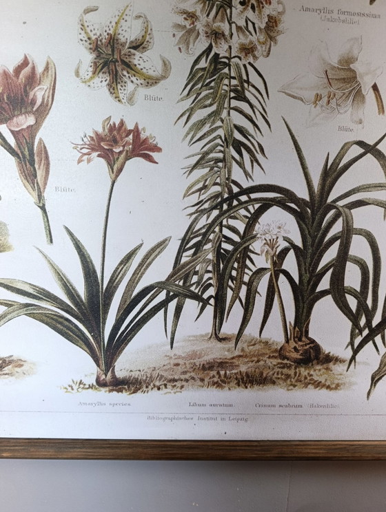 Wandposter | Reproduktion einer alten botanischen Tafel | Erthwhile – Erstwhile, Papier, Holz (photo 6 of 8)