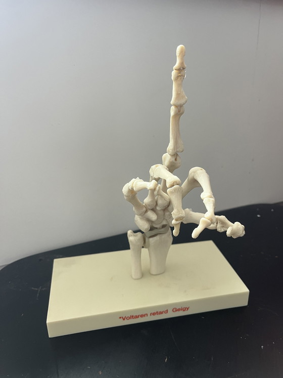 Image 1 of Anatomical model