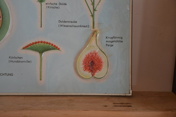 Image 1 of Unieke Vintage  - oude schoolplaat bloemen - oude Duitse schoolkaart - schoolplaat botanica - planten - biologie - plasticplaat