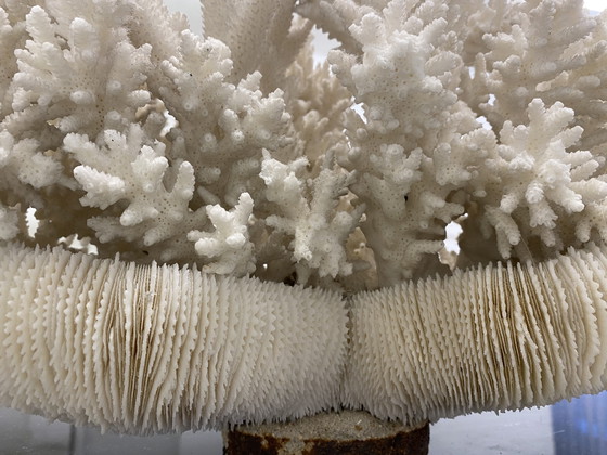 Image 1 of Decorazione di oggetti in vero corallo