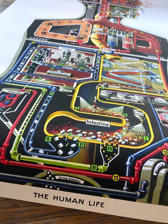 Image 1 of The human factory - Sketch of the body's functions - 1931 - Poster 61 x 91 cm