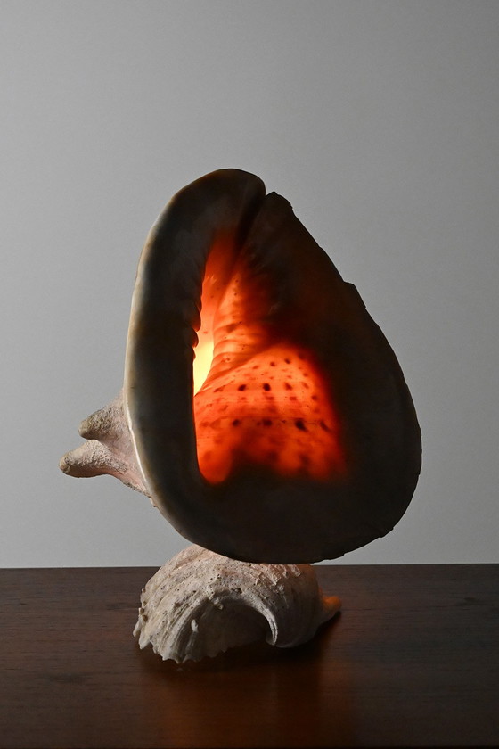 Image 1 of Vintage schelplamp