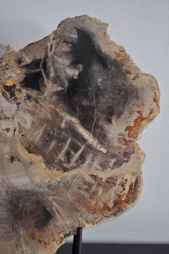 Image 1 of Sezione o pezzo di legno pietrificato sul suo supporto (rerf 3174)