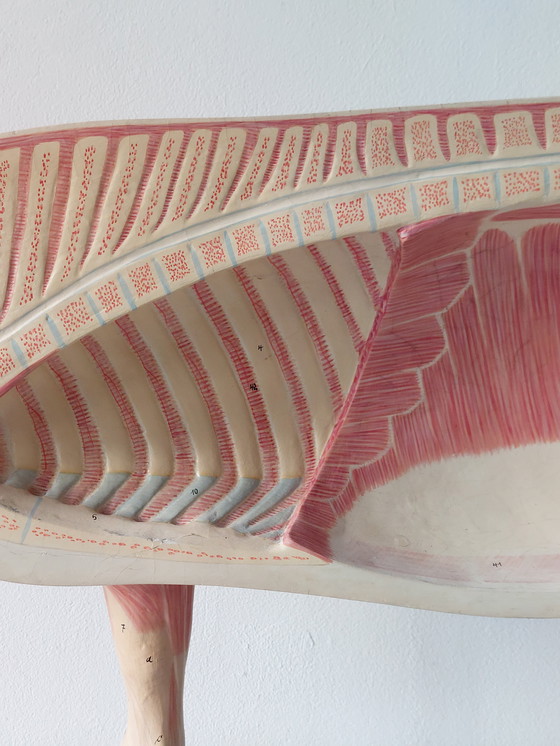 Image 1 of Modèle anatomique ancien de porc à visée pédagogique, Louis Meusel, Sonneberg