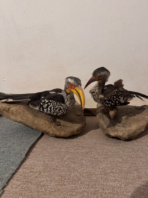 2 Afrikanische Vögel Präparate