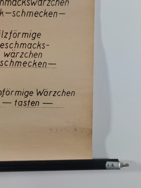 Image 1 of Vintage teaching aid roll-up chart oral cavity medicine wall chart