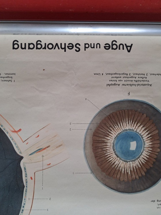 Image 1 of Auge und Sehvorgang. Orginele schoolwandplaat anatomie van het oog