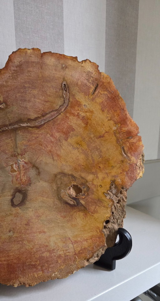 Coppa o fetta di legno pietrificato (rif. 4058 pers)