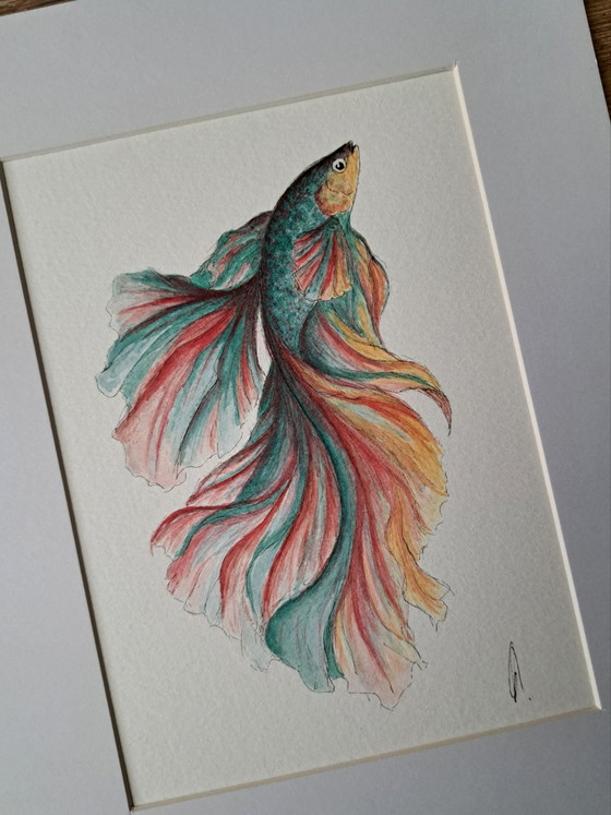 Pittura acquerello pesce Betta Halfmoon | Con cornice, Dipinti e disegni, Carta, Multicolore (foto 5 di 5)