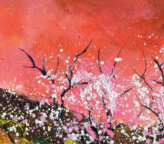 Image 1 of Blühende Kirschbäume