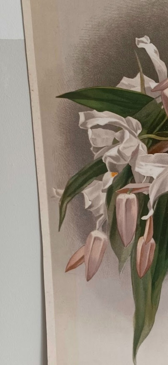 Image 1 of Original Chromolithography 'Reichenbachia' 1888 – H.G. Moon