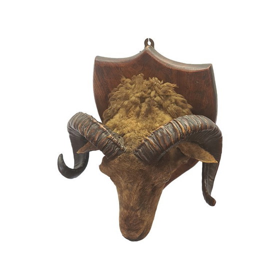 Image 1 of Victoriaans opgezette ramskop op schild, eind 19e eeuw