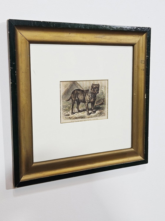 Friedrich Carl Georg Specht, Hund, 1870, Original Holzschnitt, Gerahmt – Lithographien & Drucke (photo 9 of 9)