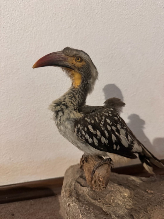 2 Opgezette Afrikaanse Vogels, Decoratieve objecten, Steen, Anders, Zwart (foto 3 van 5)