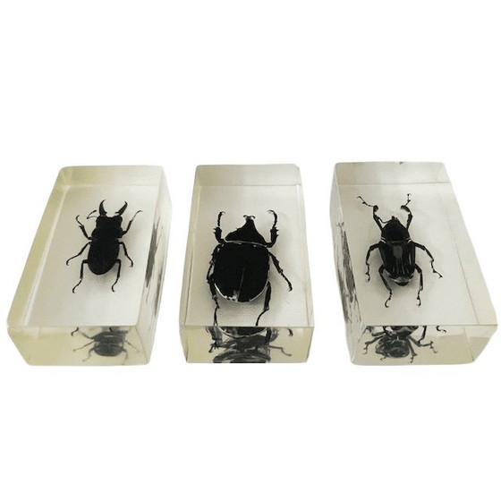 Image 1 of Resin insect set neushoornkever vliegend hert bamboe snuit kever presse-papier 1980's