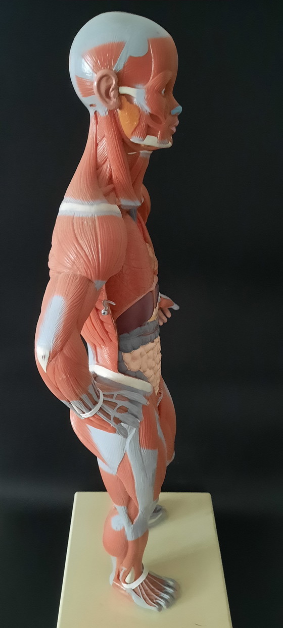 Image 1 of Modello anatomico d'epoca del corpo umano