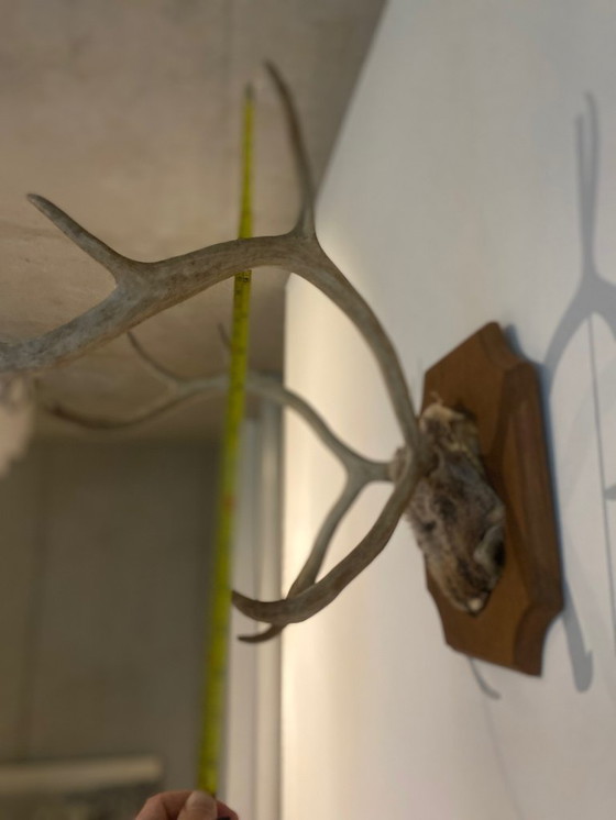 Image 1 of Corna di cervo su scudo di legno – trofeo di caccia d'epoca, XX secolo