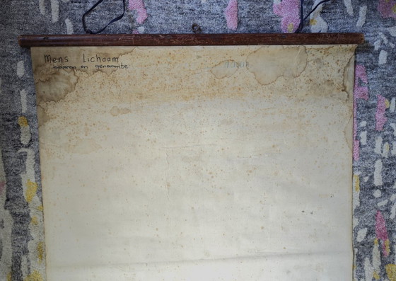 Image 1 of Poster scolastico Giga Vintage, Anatomia, corpo umano, tabella scolastica, retrò