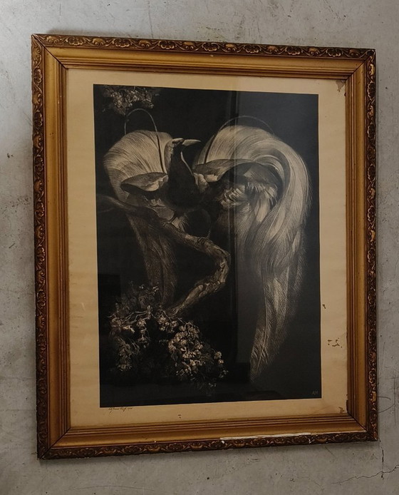 Image 1 of Adriaan Johannes van 't Hoff - Oiseau de paradis sur une branche - Lithographie