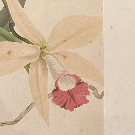 Image 1 of Dipinto antico di un'orchidea, litografia