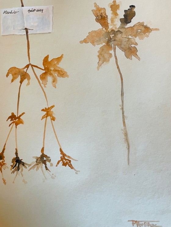 Image 1 of Signed watercolor painting from the Herbiers collection in trompe l'oeil
