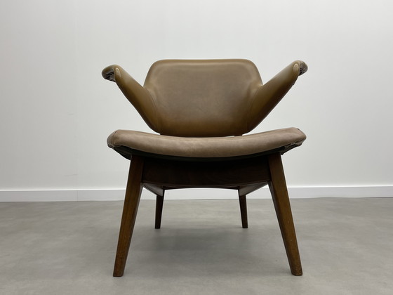 Image 1 of Louis van Teeffelen für das Wébé Penguin Restoration Project