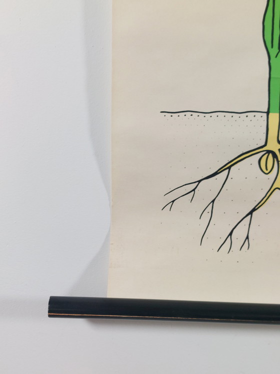 Image 1 of Vintage roll-up map, teaching aid, biology, botany, grasses, wall map