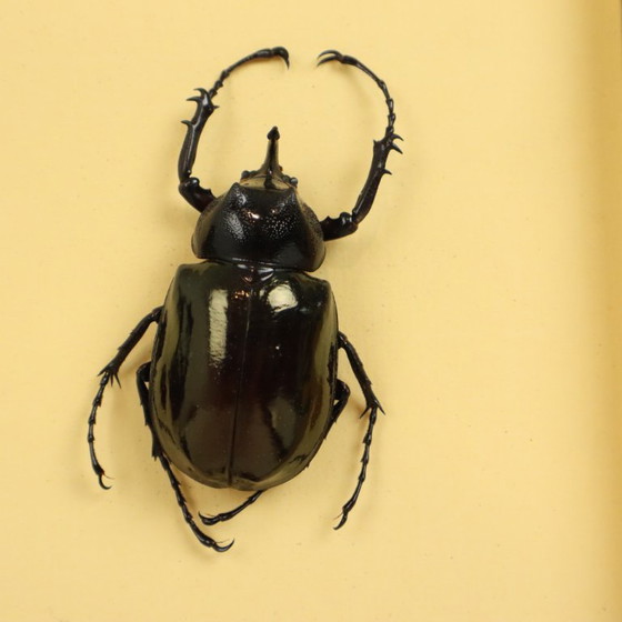 Collezione di scarabei incorniciati, scarabei Atlas, Oggetti decorativi, Legno, Vetro, Nero, Vintage (foto 8 di 10)