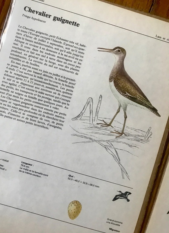 Image 1 of Illustrations of European birds