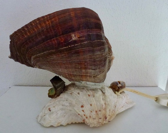 Image 1 of Preciosa lámpara hecha con una concha de abulón antigua.