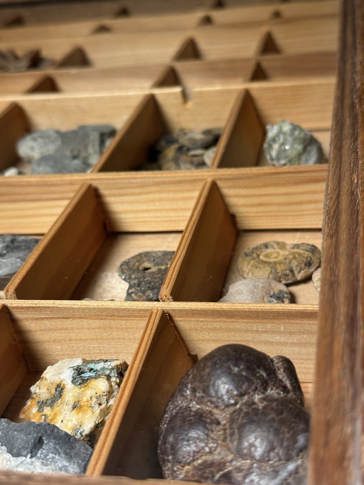 Antike Museumsvitrine mit Fossilien