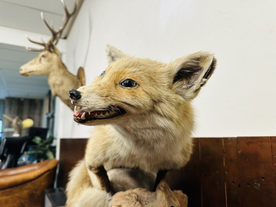 Antiker ausgestopfter Fuchs – Dekorative Objekte, Holz, Andere (photo 5 of 10)
