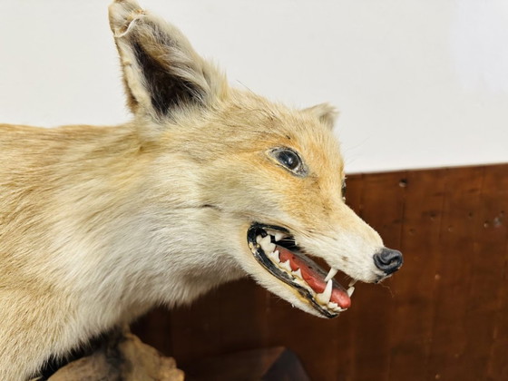 Antiker ausgestopfter Fuchs – Dekorative Objekte, Holz, Andere (photo 4 of 10)