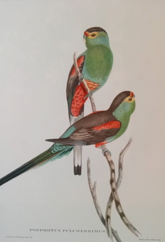 Image 1 of John Gould, Pséfoto Pulcherrimus