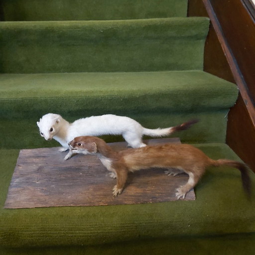 Taxidermy 2 x ermine on wooden base