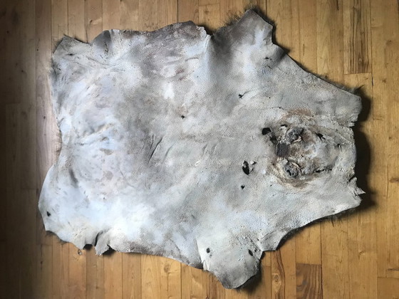 Image 1 of Piel de jabalí