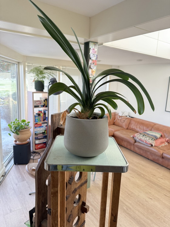 Image 1 of Pflanzensäule