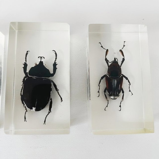 Image 1 of Resin insect set neushoornkever vliegend hert bamboe snuit kever presse-papier 1980's