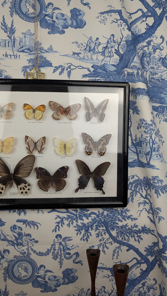 Image 1 of Large Entomological Butterfly Taxidermy Display Case Curiosity Cabinet