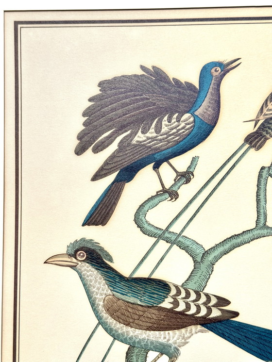 Image 1 of Lithographie ornithologique ancienne, Georges-Louis Leclerc, années 1920, imprimée par Weissenbruch S.A.