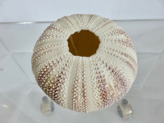 Image 1 of Oursin fleur toxopneustes pileosus, océan indien 1970