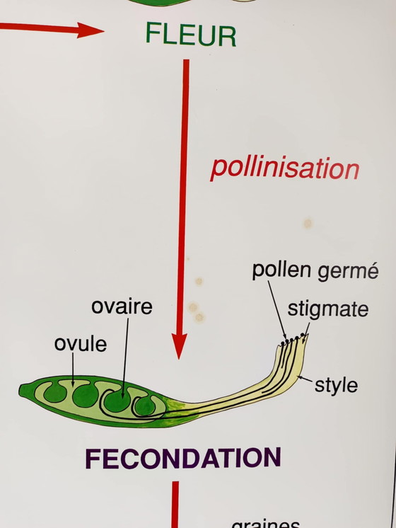 Image 1 of Vintage bloemen school poster