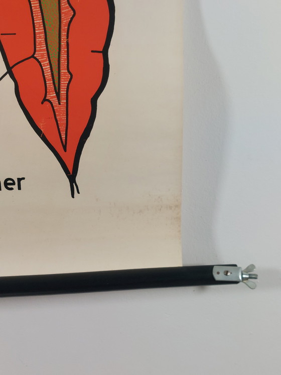 Image 1 of Vintage roll-up map, teaching aid, biology, umbellifers, wall map, botany