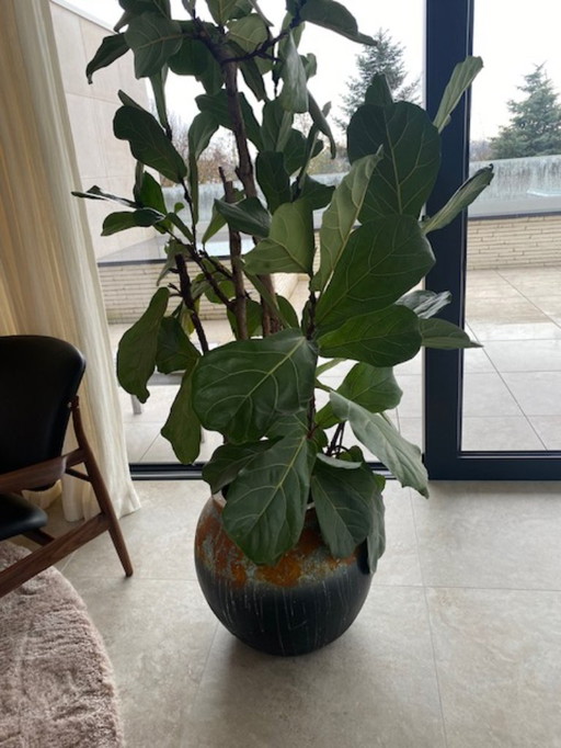 Vaso di fiori con una pianta di lyrata in omaggio