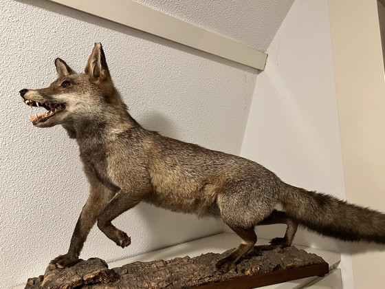Image 1 of Wunderschöner Stofffuchs 🦊