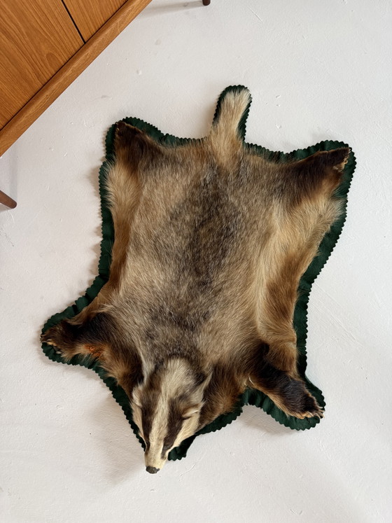 Tacidermie d'un blaireau ‘90 – Objets déco (photo 3 of 7)