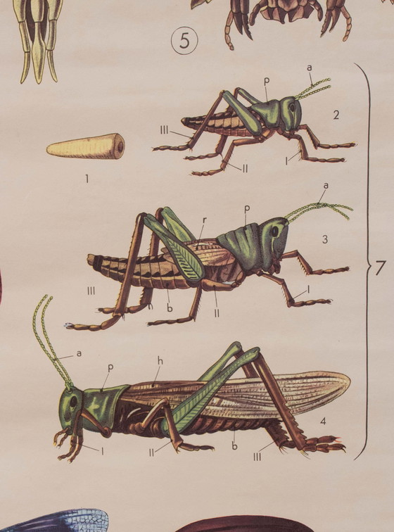 Image 1 of Educational print on insects, Paravia, 1968