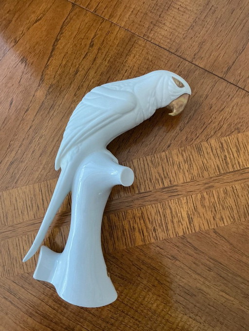 Rare White Parrot
